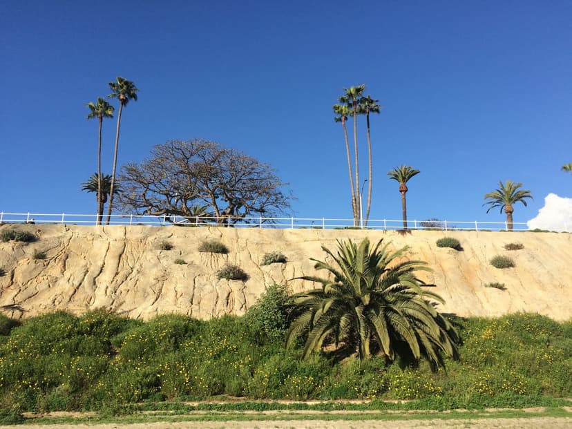 Tall palms and a wide bare branched tree above a sandstone bluff with a white railing, a green slope with yellow flowers below, blue sky