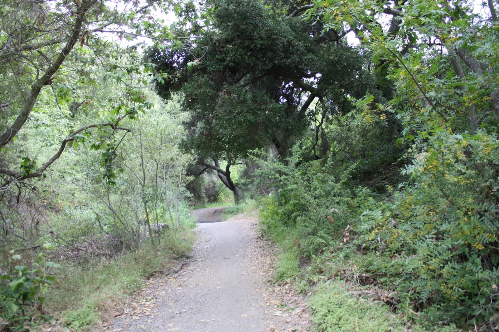 A gravel trail curving under live oaks, with thick green brush and shrubs on both sides under a bright sky
