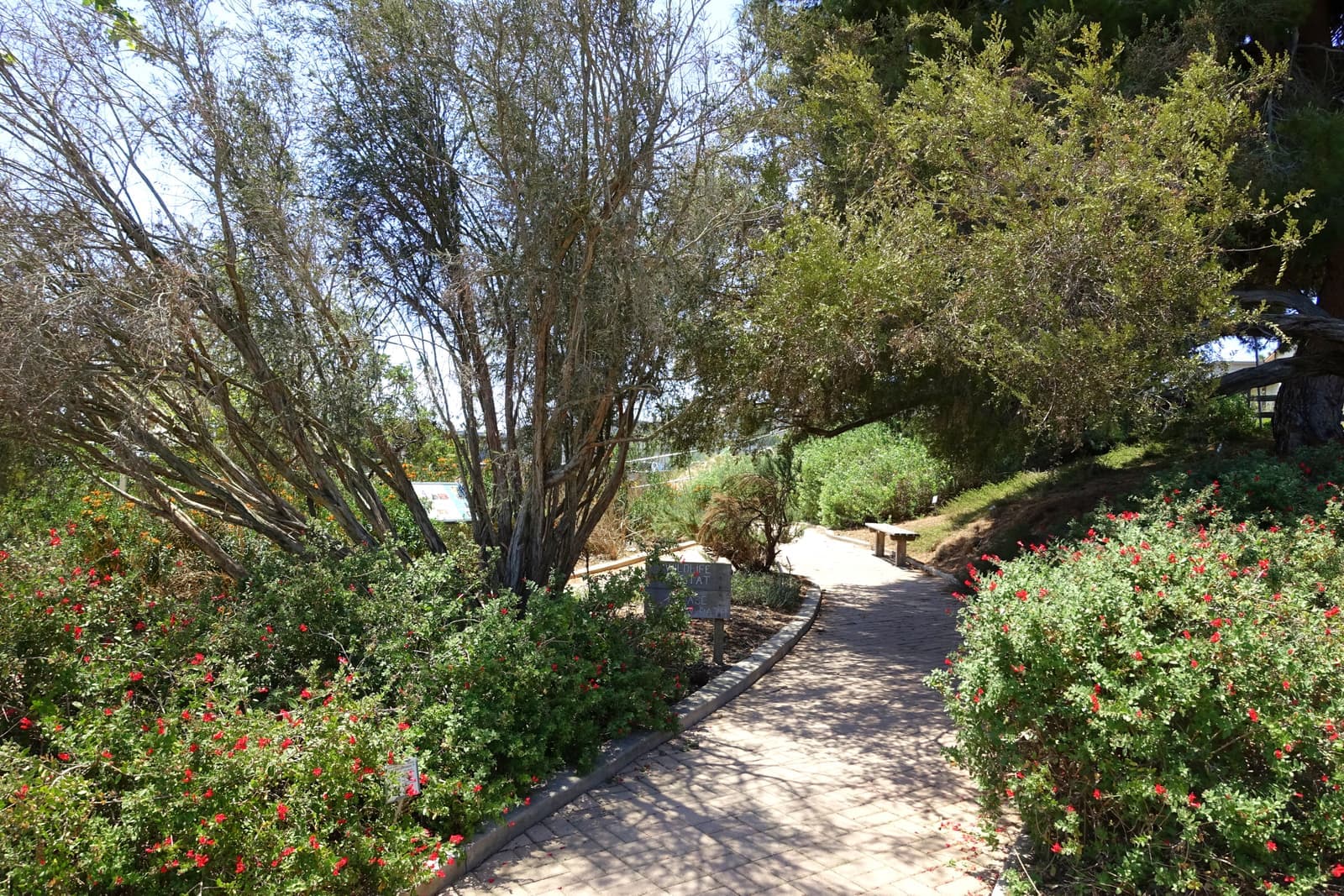Мощёная дорожка петляет среди местных кустарников и цветов в Manhattan Beach Botanical Garden
