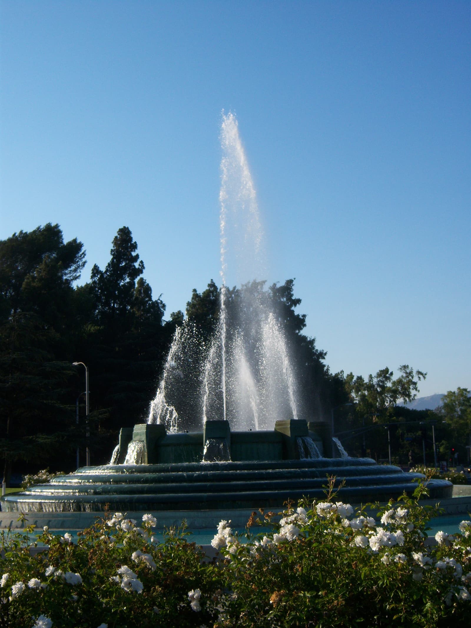 A tall jet of water rises from a round tiered green fountain behind a bed of white roses, with dark pines and a clear blue sky