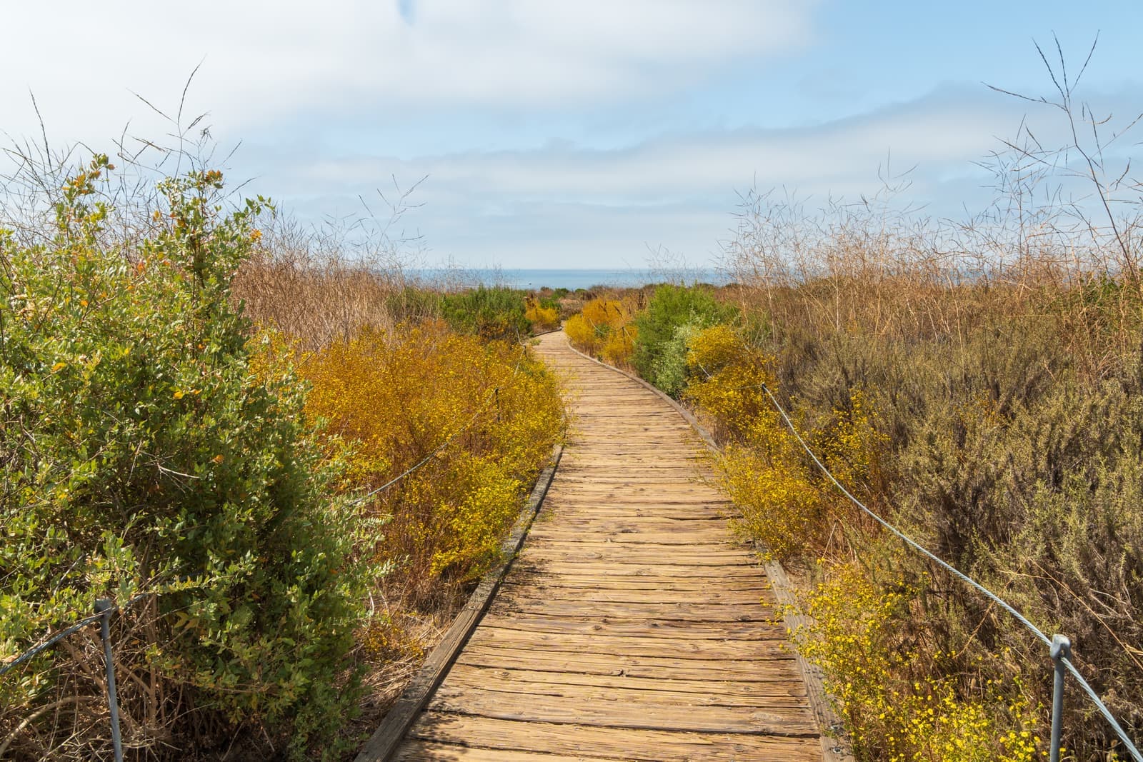 A weathered wooden boardwalk runs between yellow flowering shrubs and tall dry grasses toward a glimpse of the sea