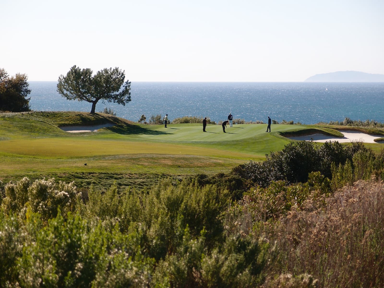 A putting green with a few golfers and a lone windswept tree above coastal scrub, the blue Pacific and Catalina Island beyond