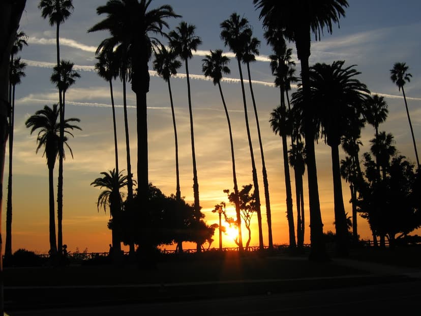 Palm trees in Palisades Park in silhouette against the sun setting over the ocean
