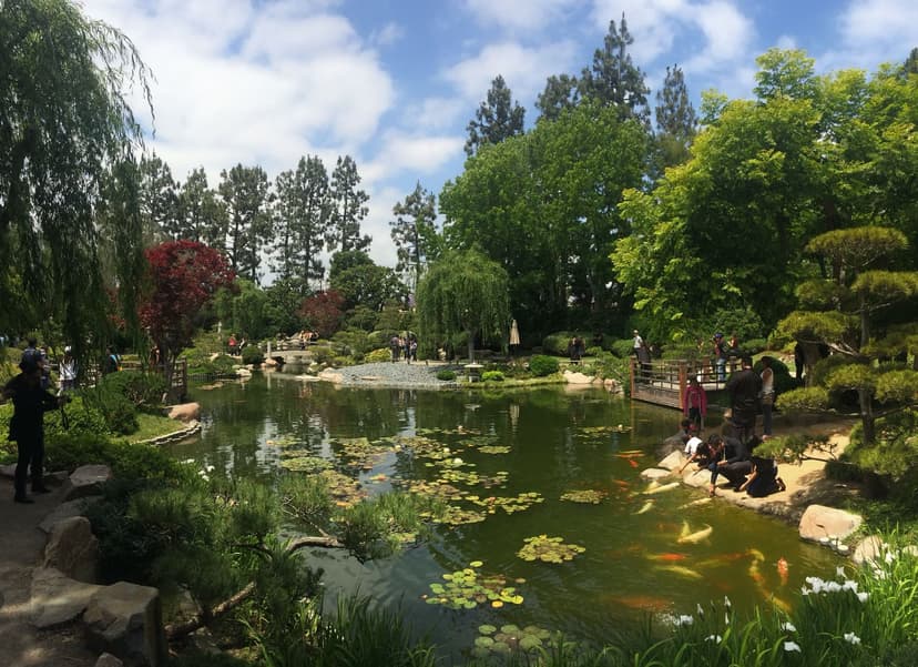 A green pond with lily pads and orange koi, weeping willows, a red maple and pines around it, visitors on the far bank under a blue sky
