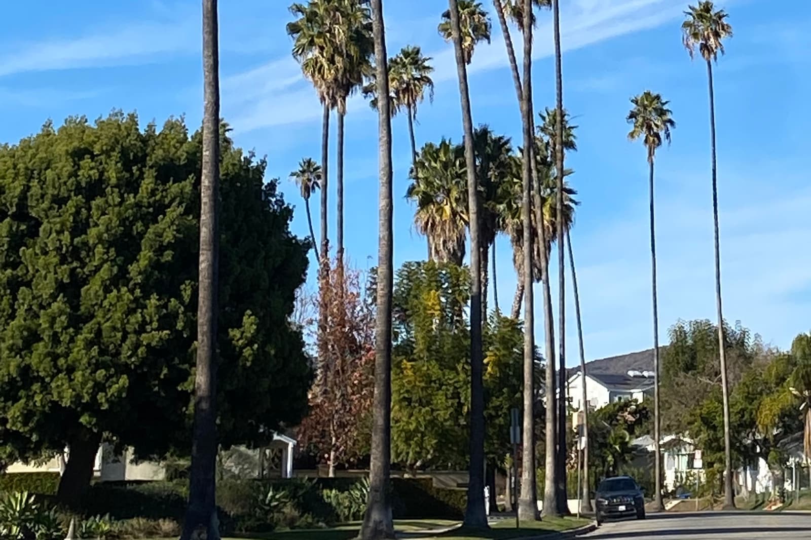 A row of very tall palms and a large rounded shade tree beside a quiet street with houses, under a blue sky with thin clouds
