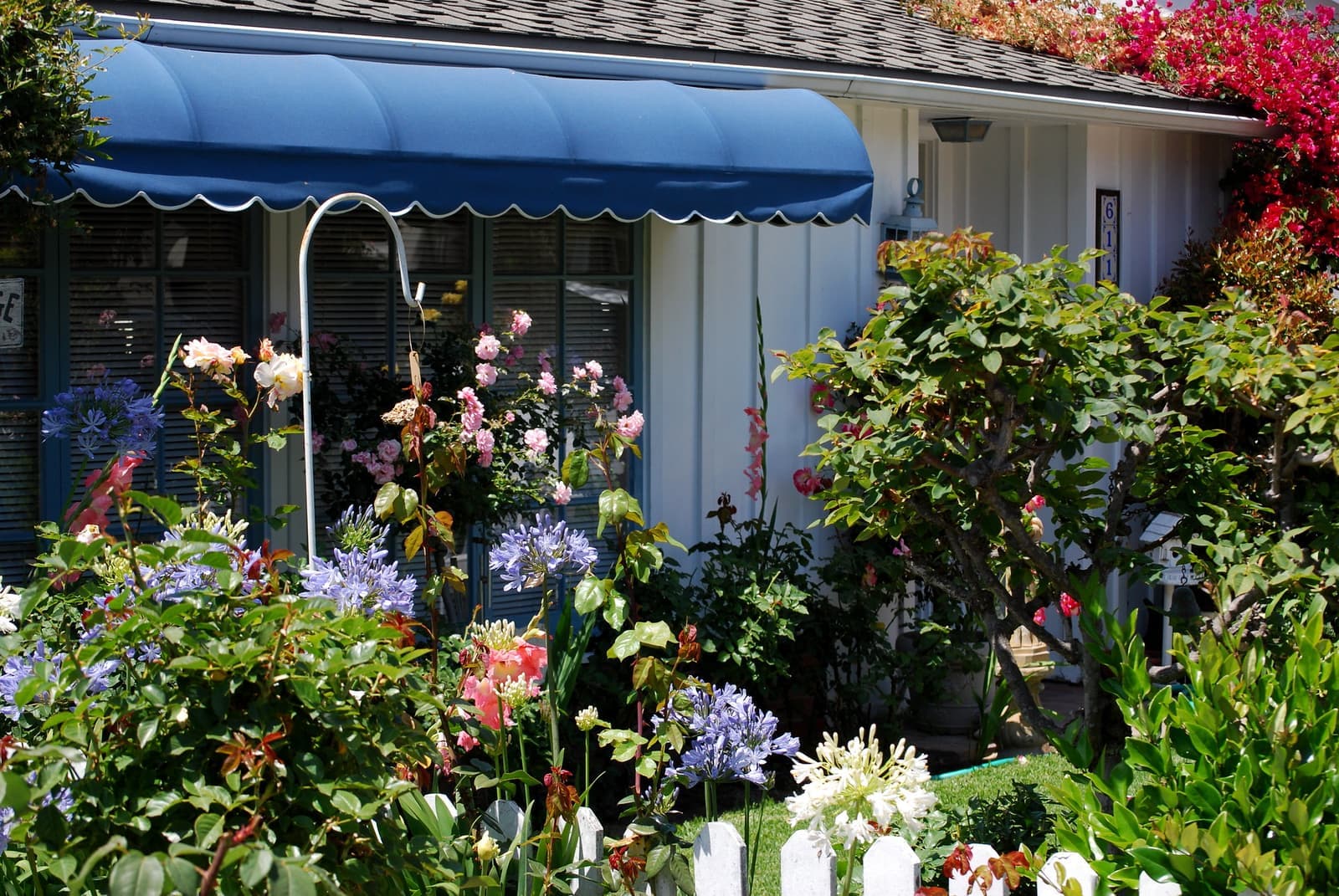 Pink roses, blue agapanthus and bougainvillea crowd a white picket fence in front of a cottage with a blue scalloped awning