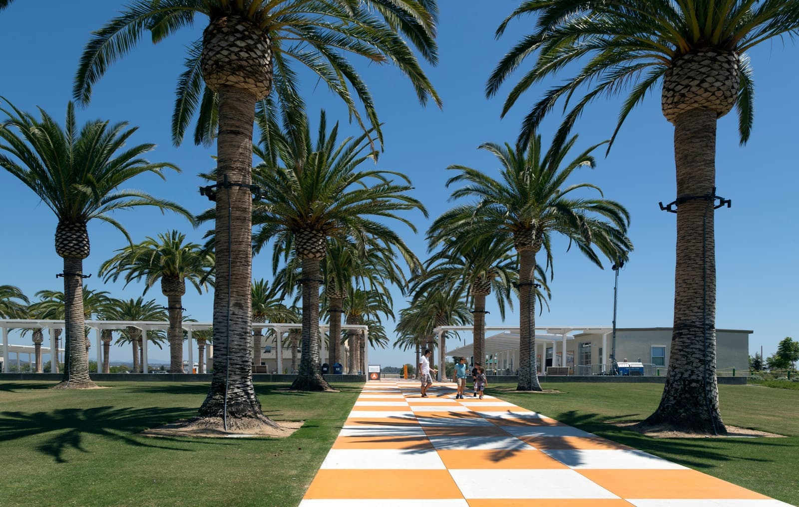 Rows of tall date palms on a green lawn beside an orange and white checkered walkway under a clear blue sky.