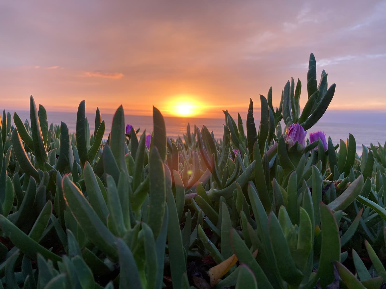 Close view of fleshy green ice plant leaves and small purple flowers, with the sun setting over the ocean behind them