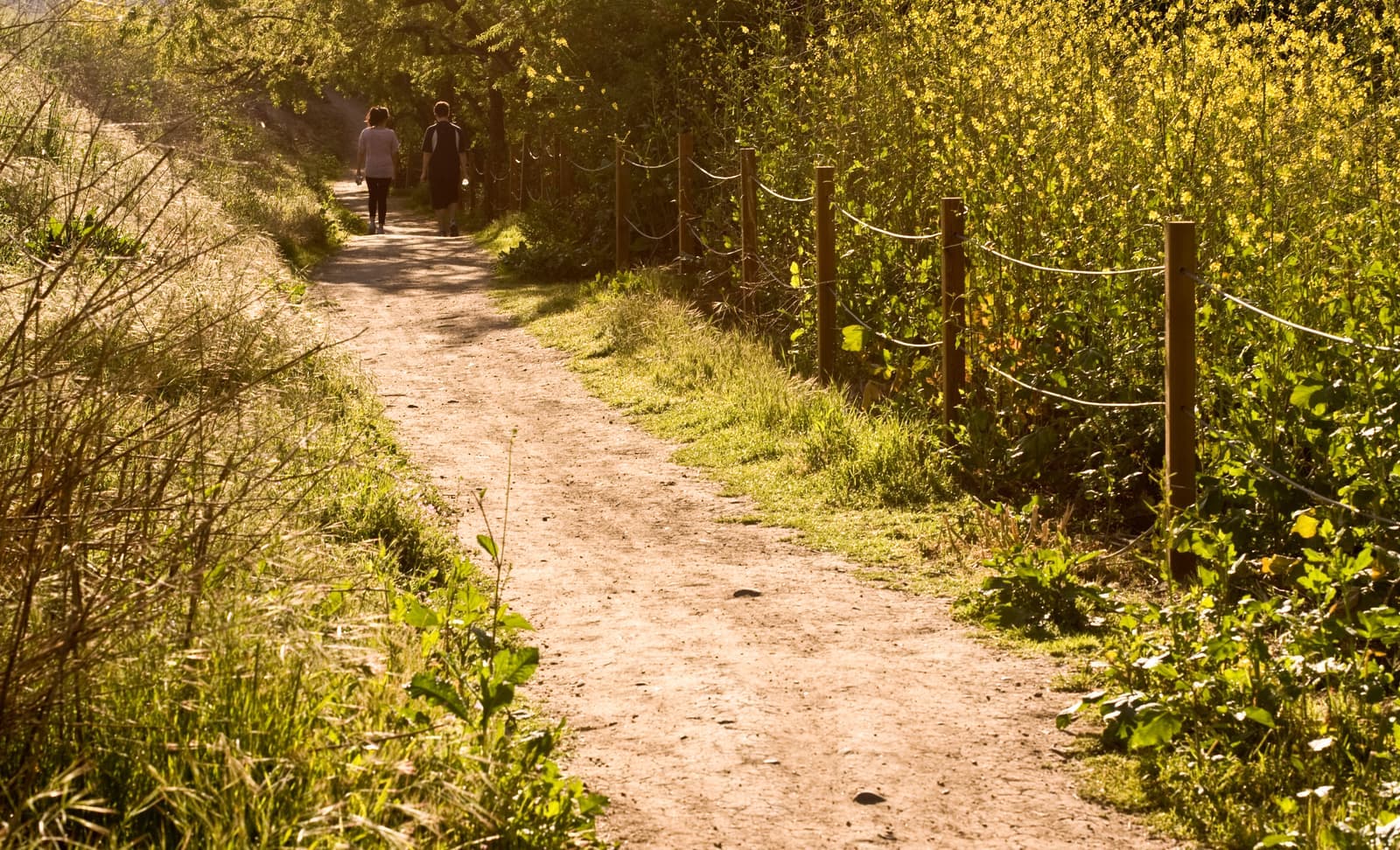 A dirt trail runs beside a rope fence and blooming yellow mustard in warm morning sun, with two walkers far ahead