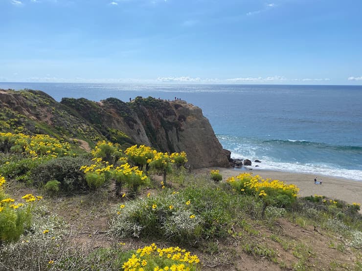 The Point Dume headland above the beach in Malibu, with spring wildflowers on the bluff