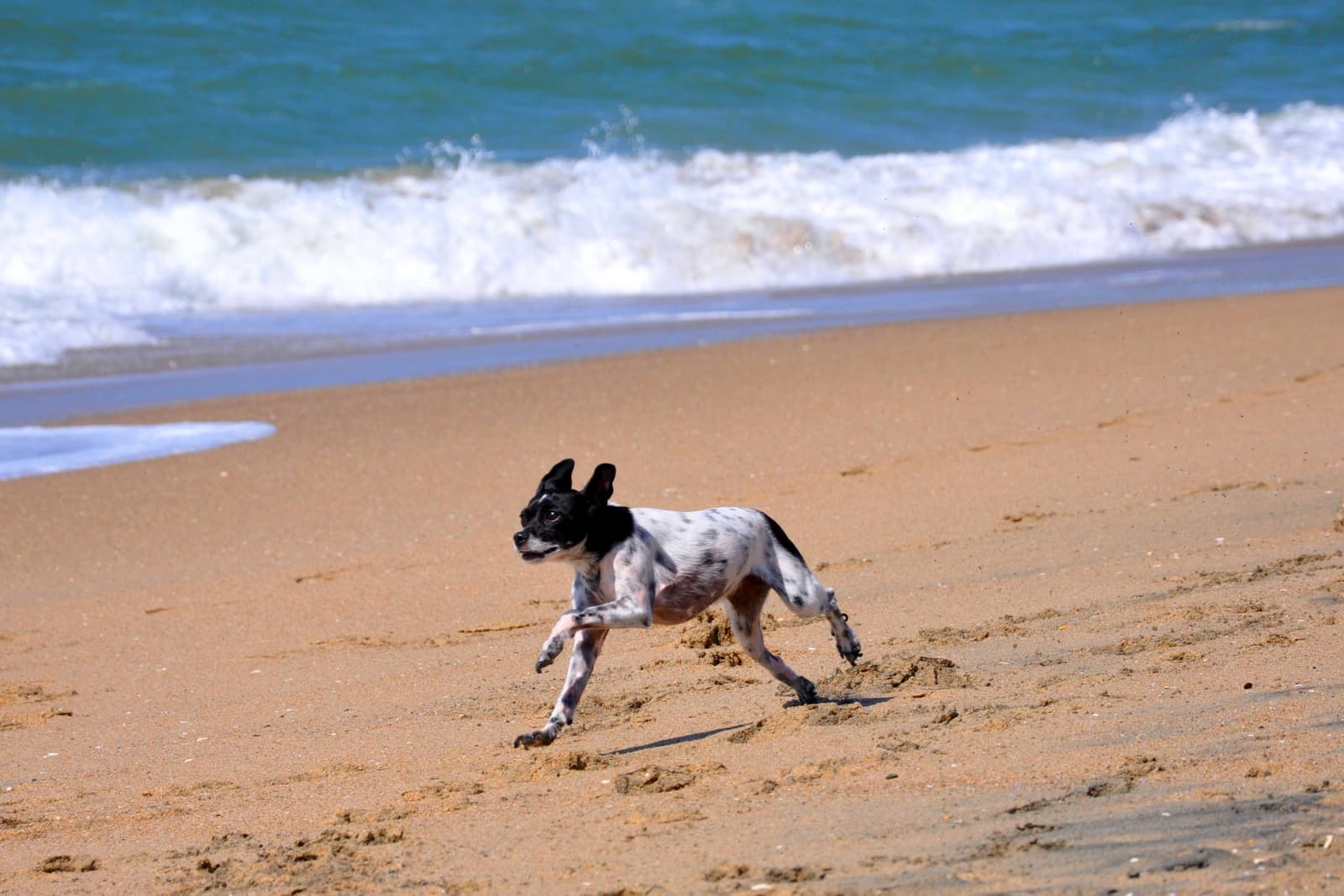 Small black and white dog running across smooth wet sand, a breaking wave and blue ocean behind it