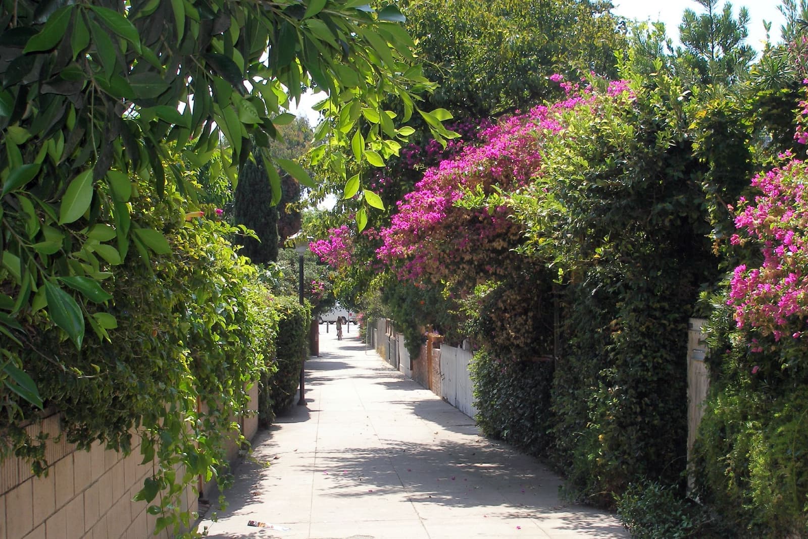 A narrow paved footpath between hedges, white picket fences and pink bougainvillea, under a lamp post and leafy trees