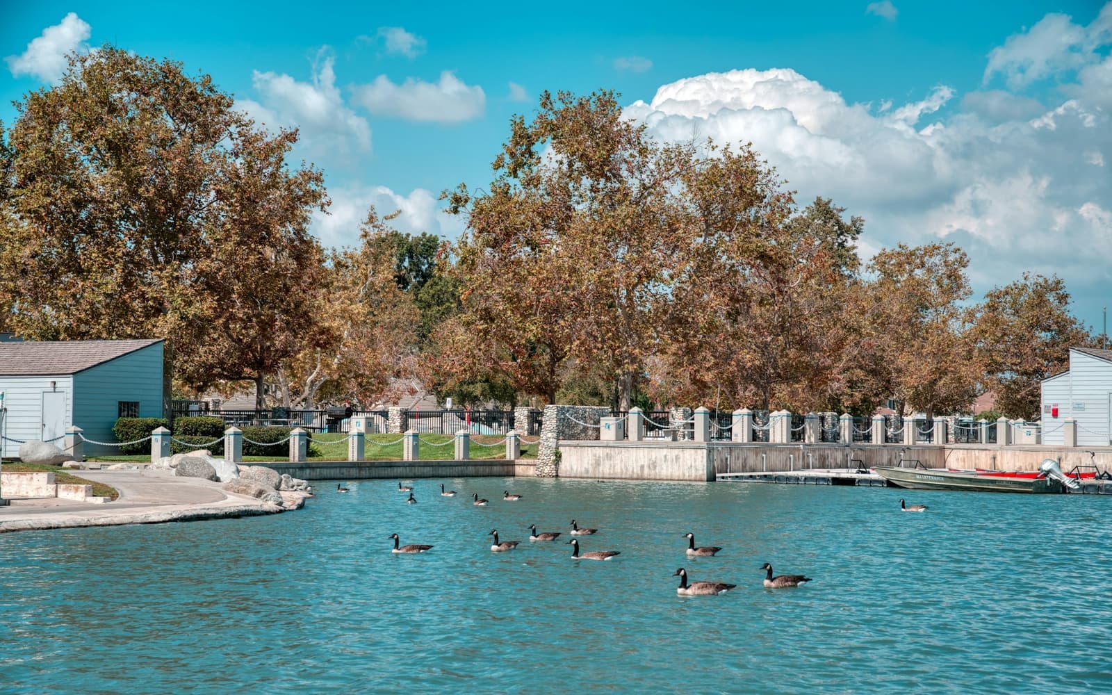 Canada geese swim on turquoise lake water past a small sandy beach, a clubhouse and tall autumn trees under white clouds
