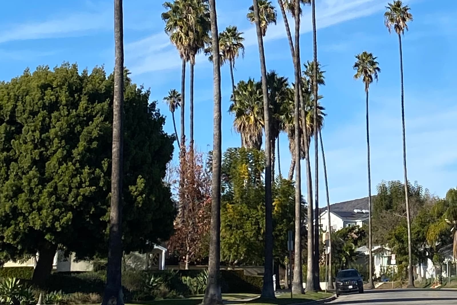 A row of very tall palms and a large rounded shade tree beside a quiet street with houses, under a blue sky with thin clouds