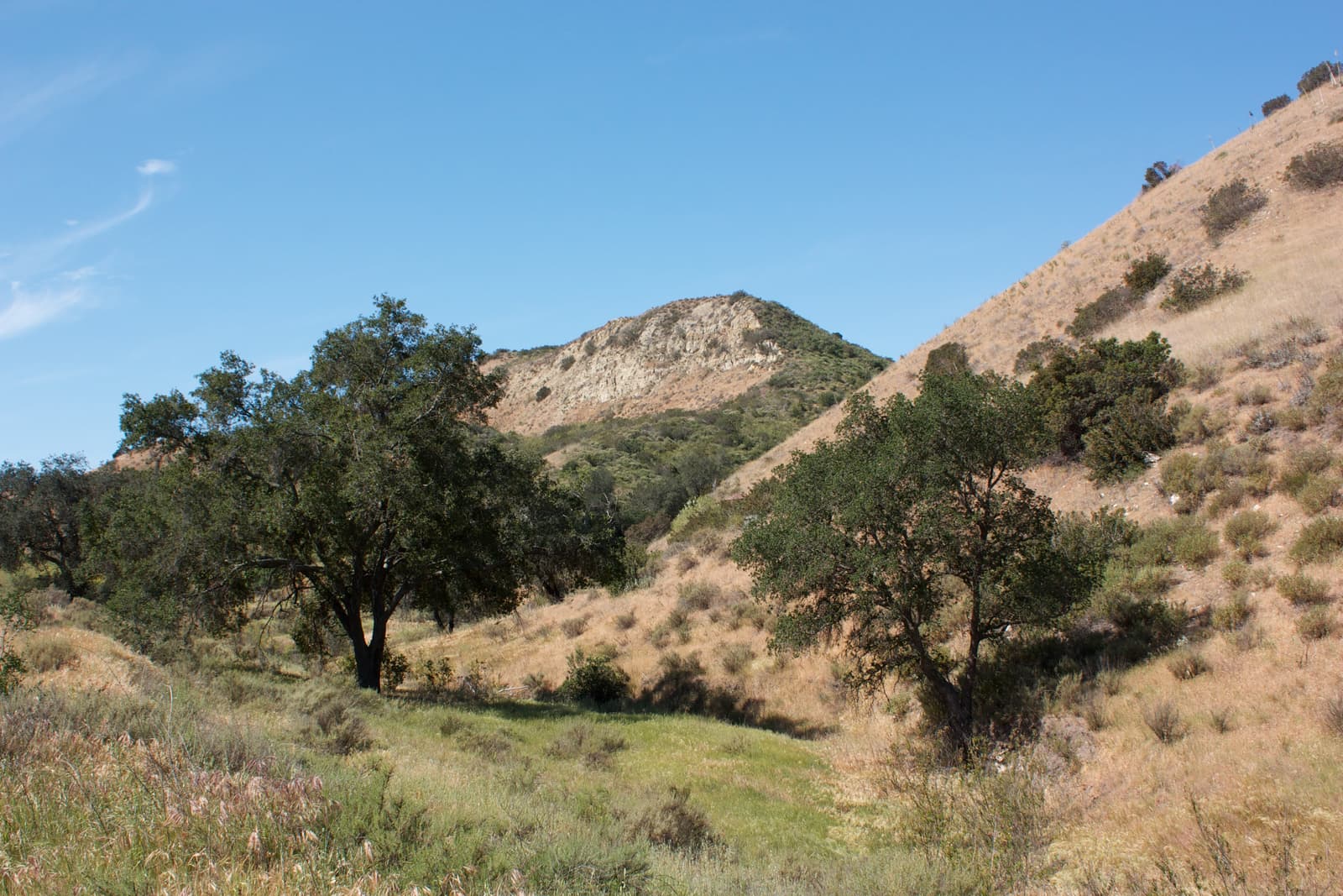 Two spreading oak trees in a grassy canyon bottom below dry slopes and a pale rocky ridge under a clear blue sky