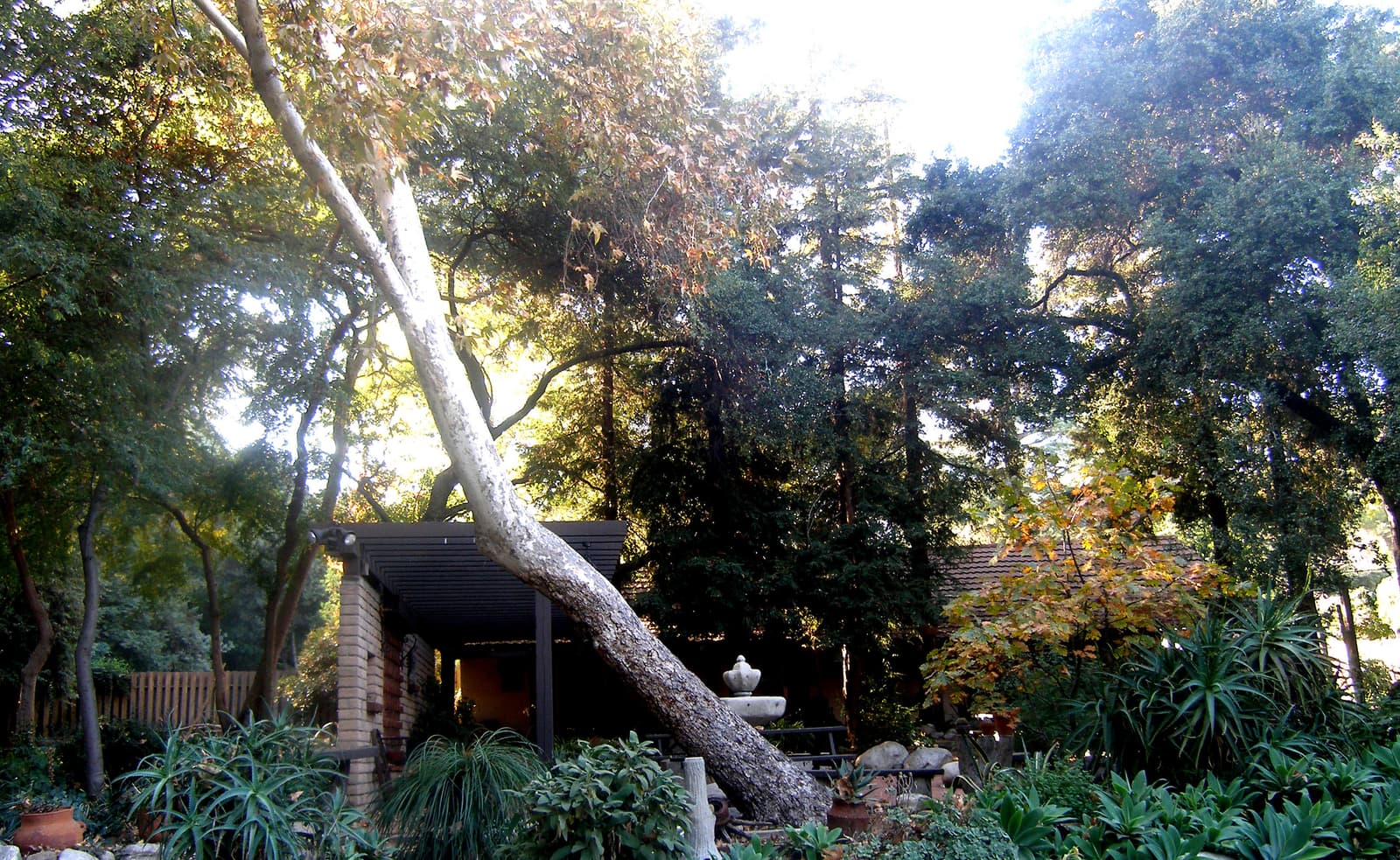 Garden of agaves and boulders around a stone fountain under tall oaks, a pale sycamore trunk leaning across in warm afternoon light