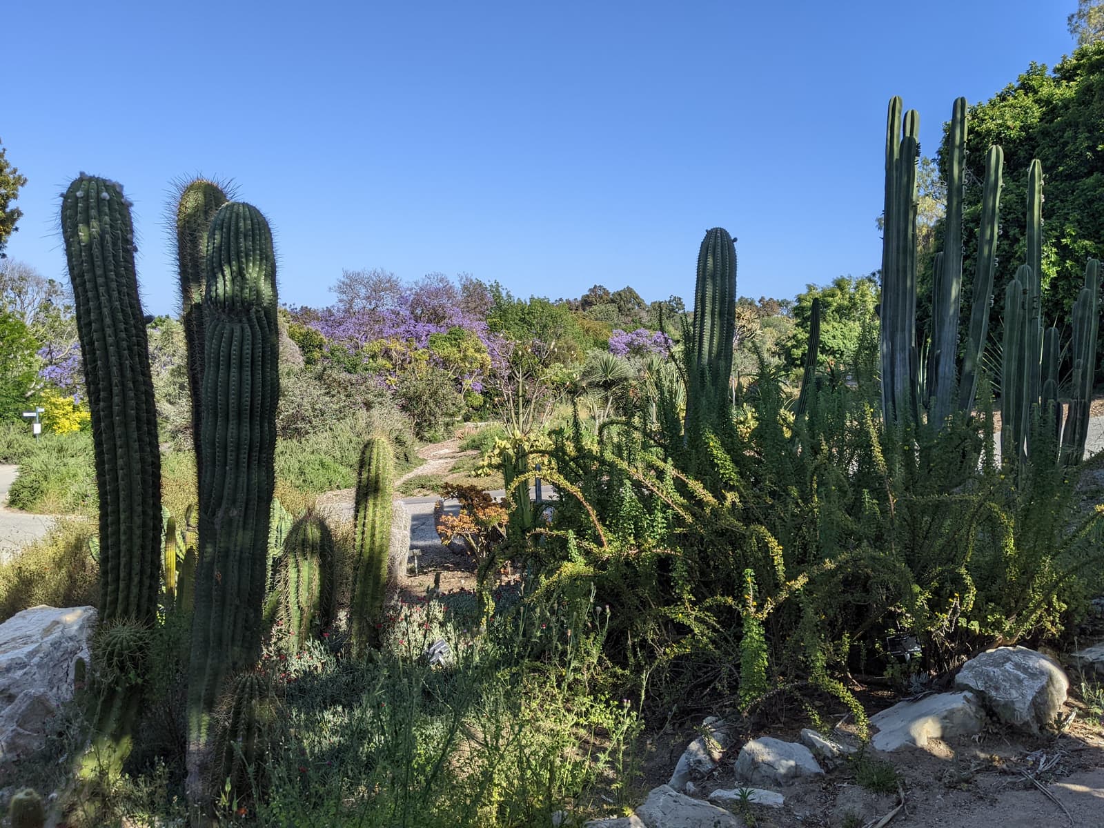 Tall columnar cacti and spiky shrubs in a rock garden, with a purple flowering jacaranda tree behind under a clear sky