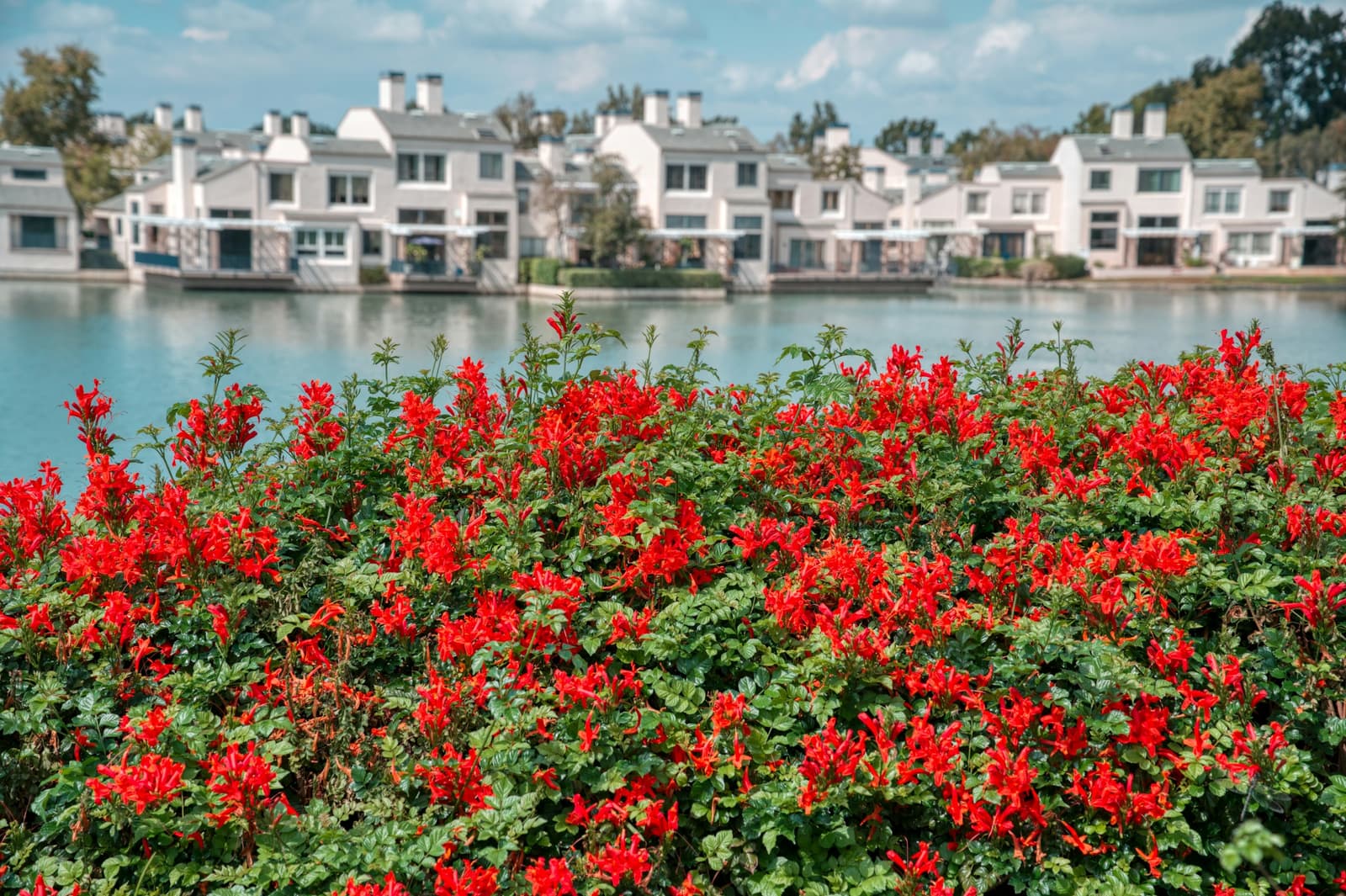 Red honeysuckle flowers fill the foreground; across the water stands a row of white two-story lakefront homes under a blue sky